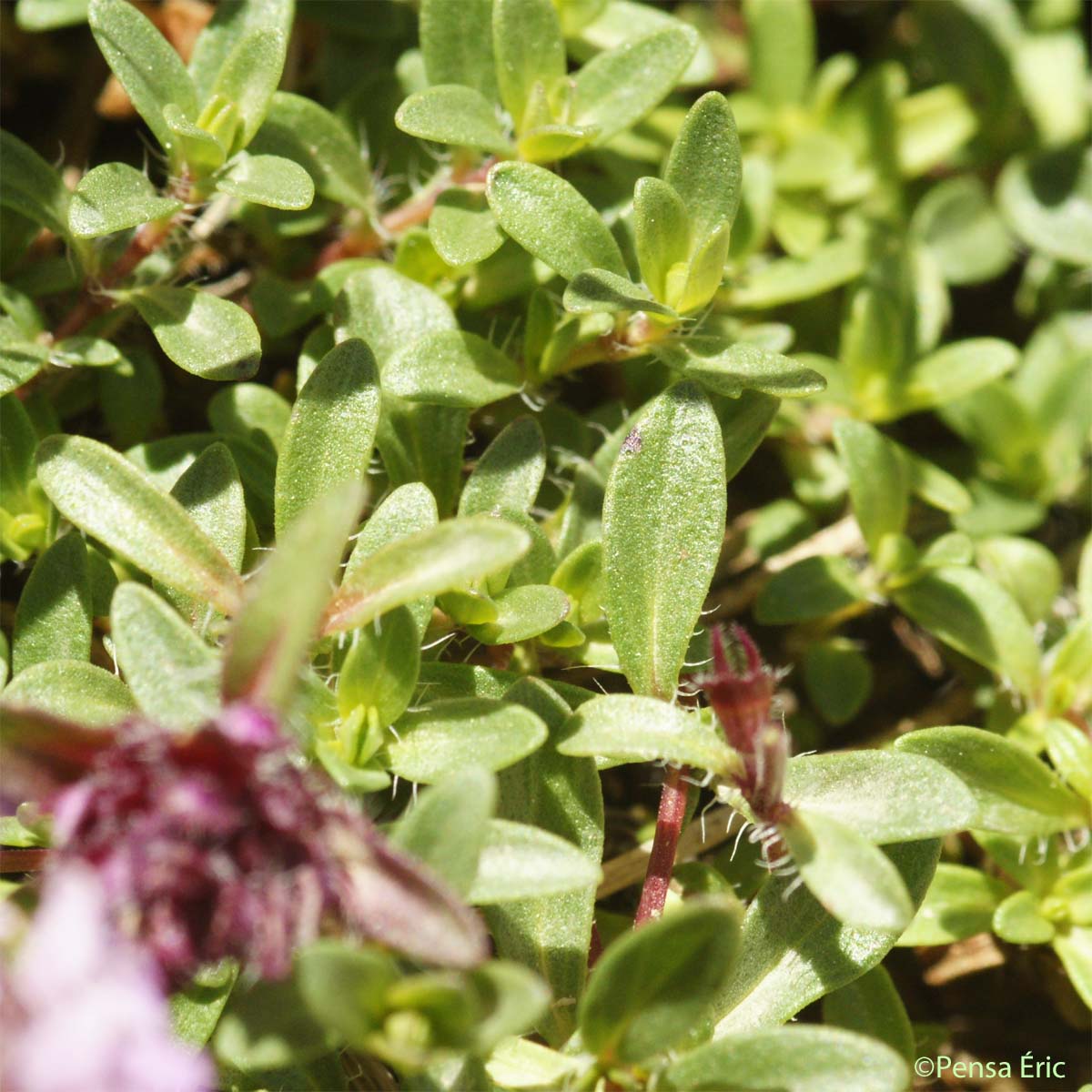 Thym à pilosité variable - Thymus praecox subsp. polytrichus