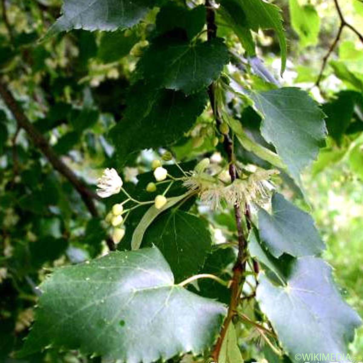 Tilleul à feuilles en coeur - Tilia cordata