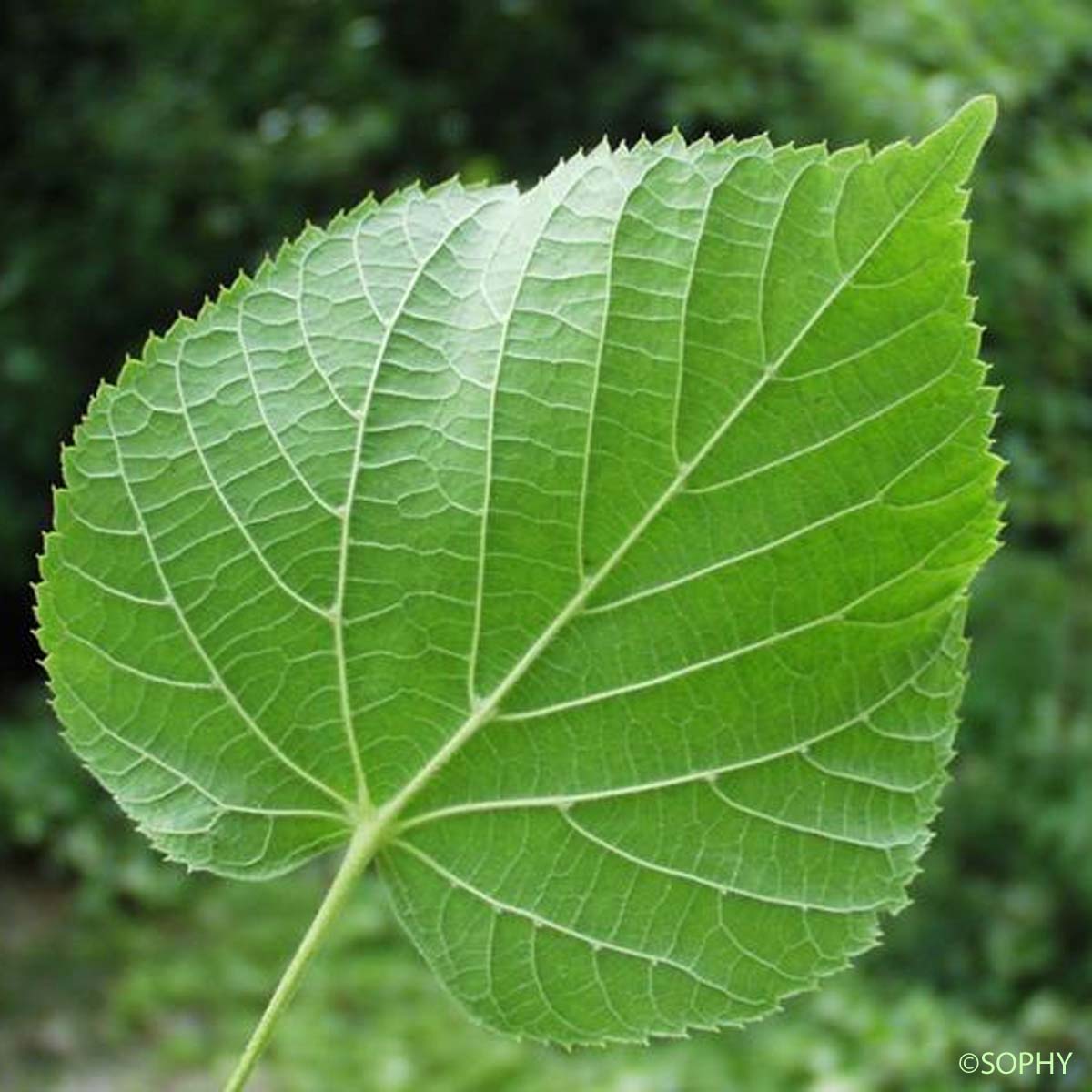 Tilleul commun - Tilia × europaea