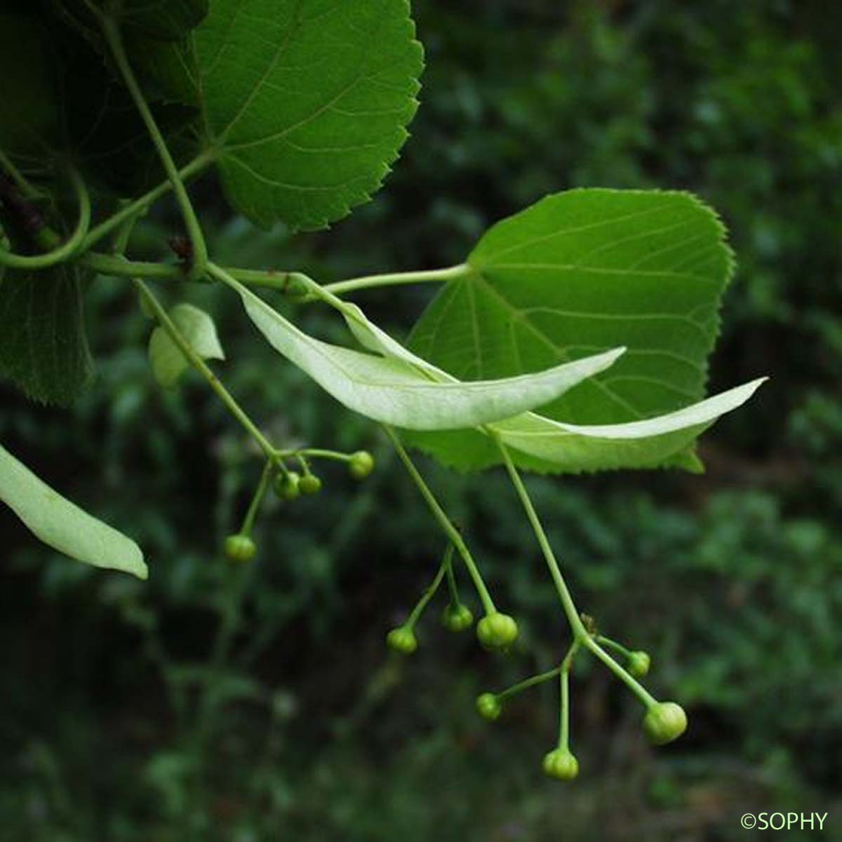 Tilleul commun - Tilia × europaea