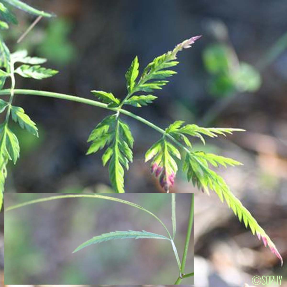 Torilis à feuilles étroites - Torilis leptophylla