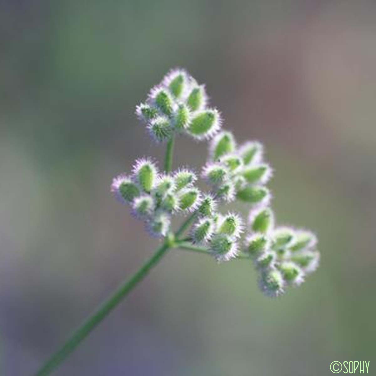 Torilis à feuilles étroites - Torilis leptophylla