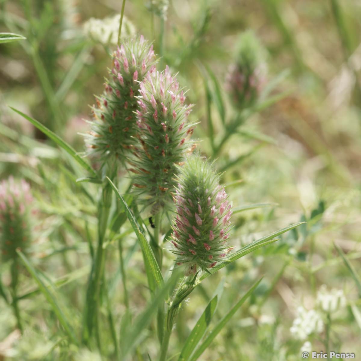 Trèfle à feuilles étroites - Trifolium angustifolium