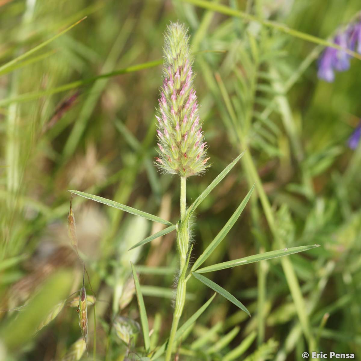 Trèfle à feuilles étroites - Trifolium angustifolium