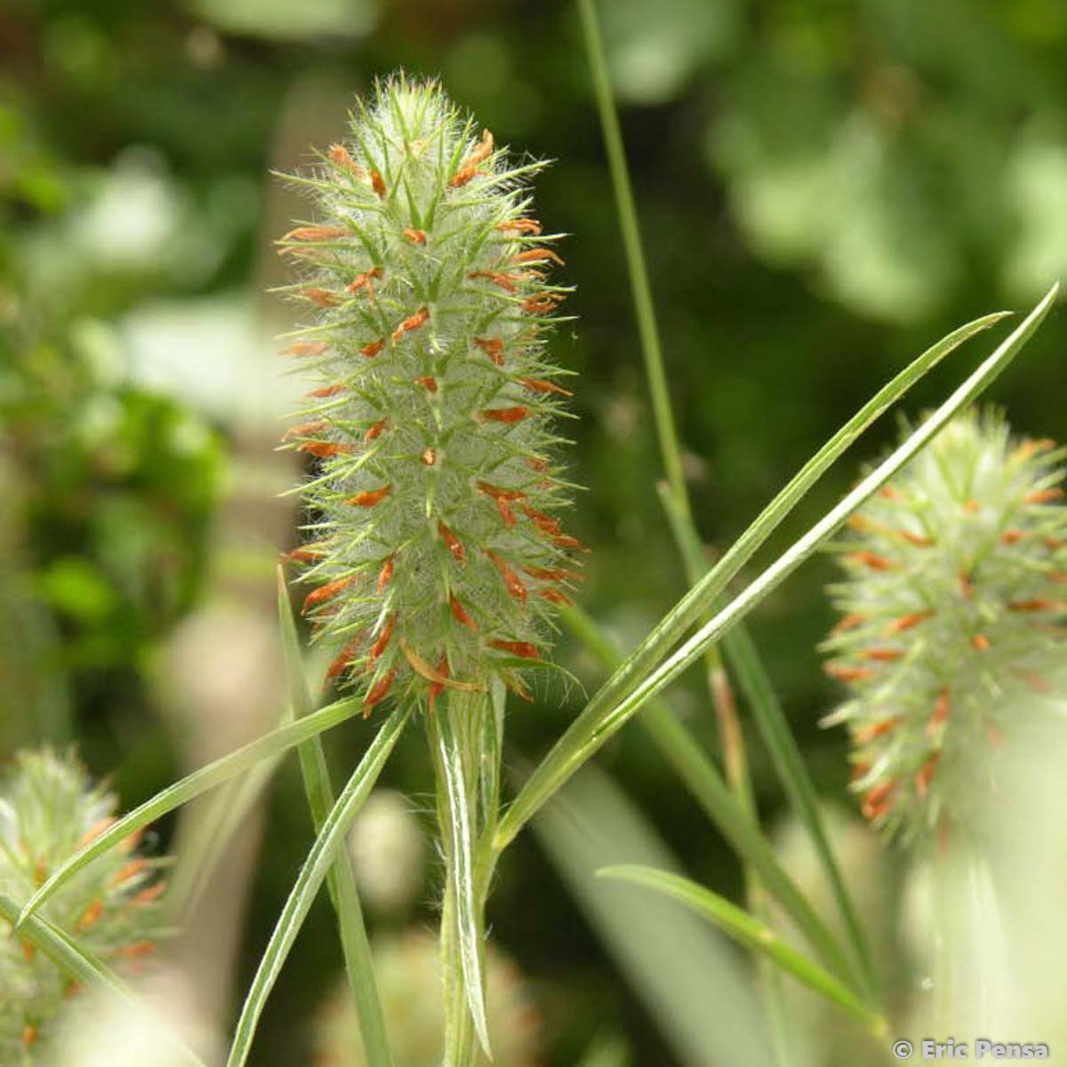 Trèfle à feuilles étroites - Trifolium angustifolium