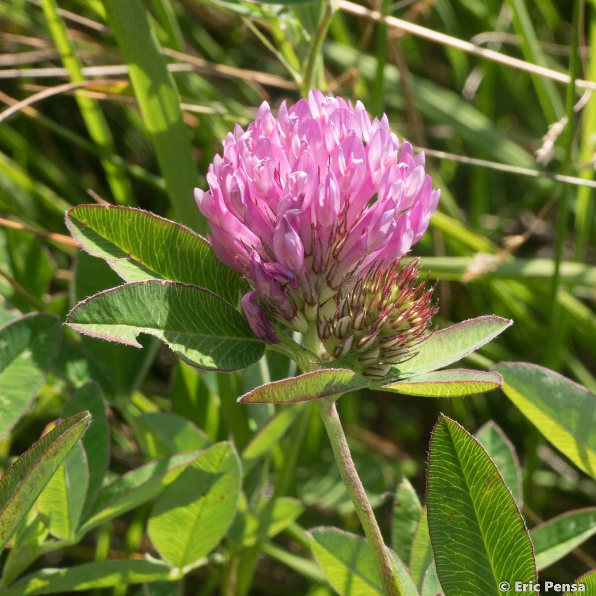 Trèfle alpestre - Trifolium alpestre