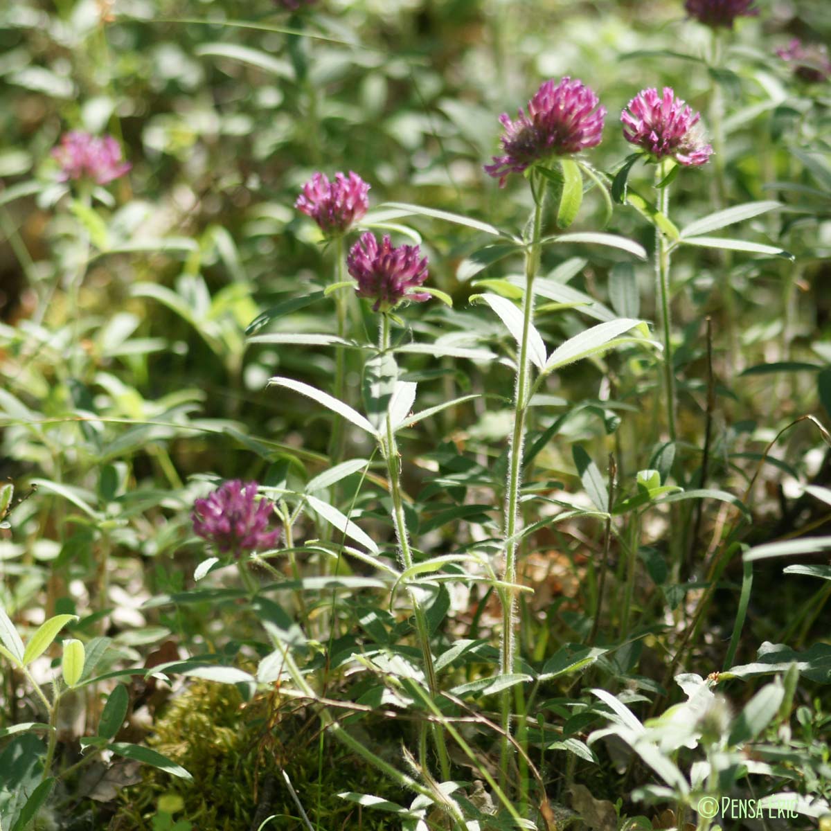 Trèfle alpestre - Trifolium alpestre