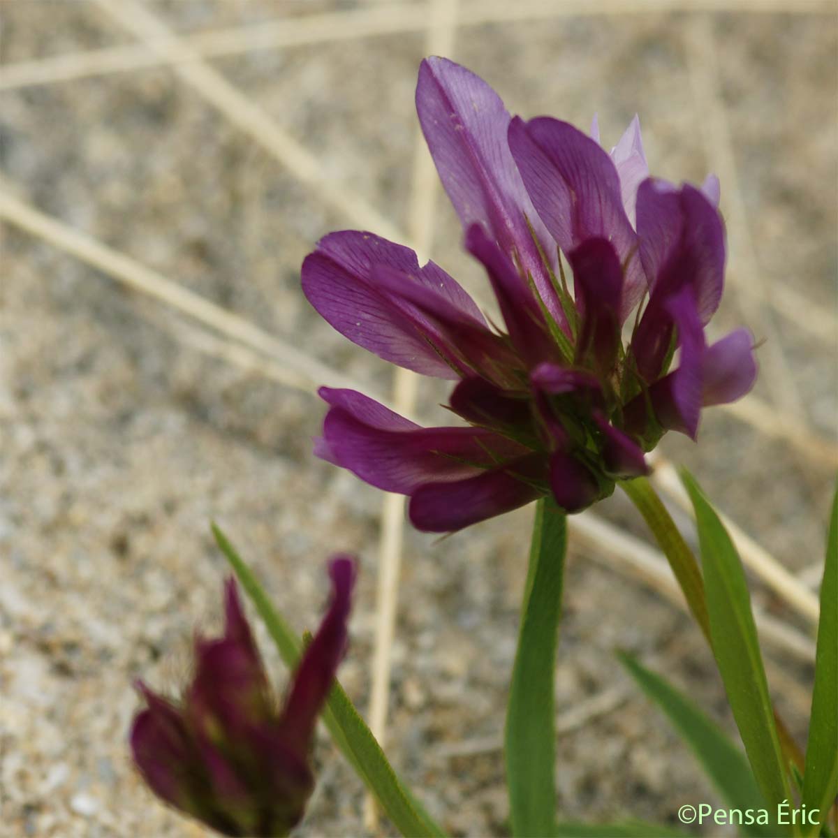 Trèfle alpin - Trifolium alpinum