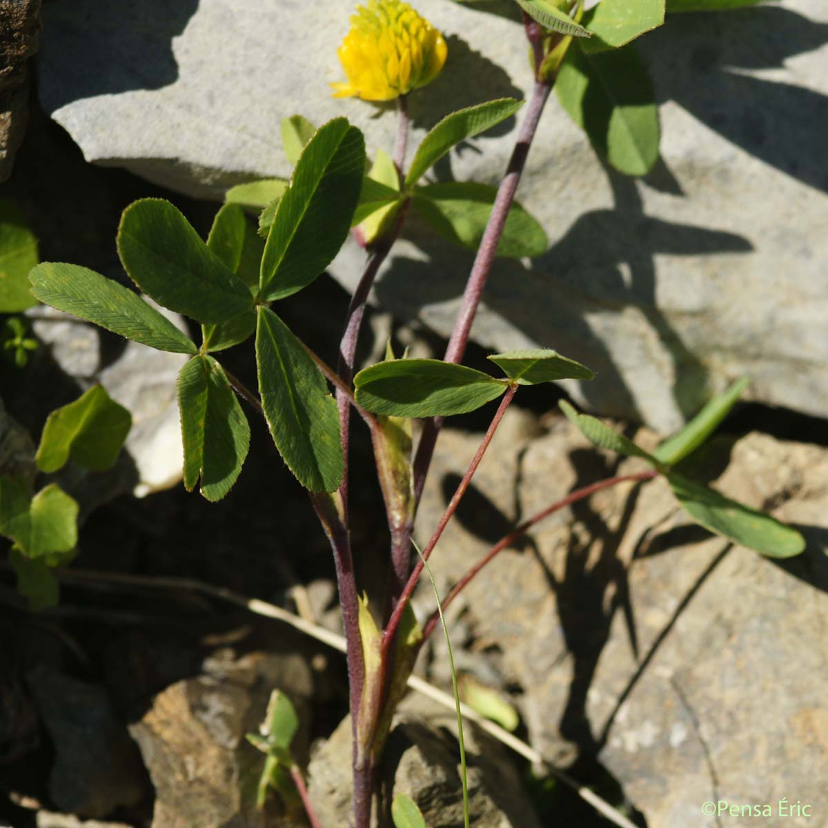 Trèfle bai - Trifolium badium