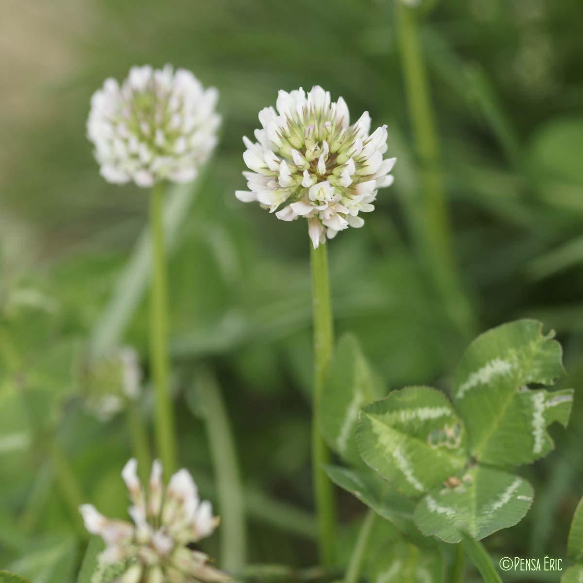 Trèfle blanc - Trifolium repens var. repens