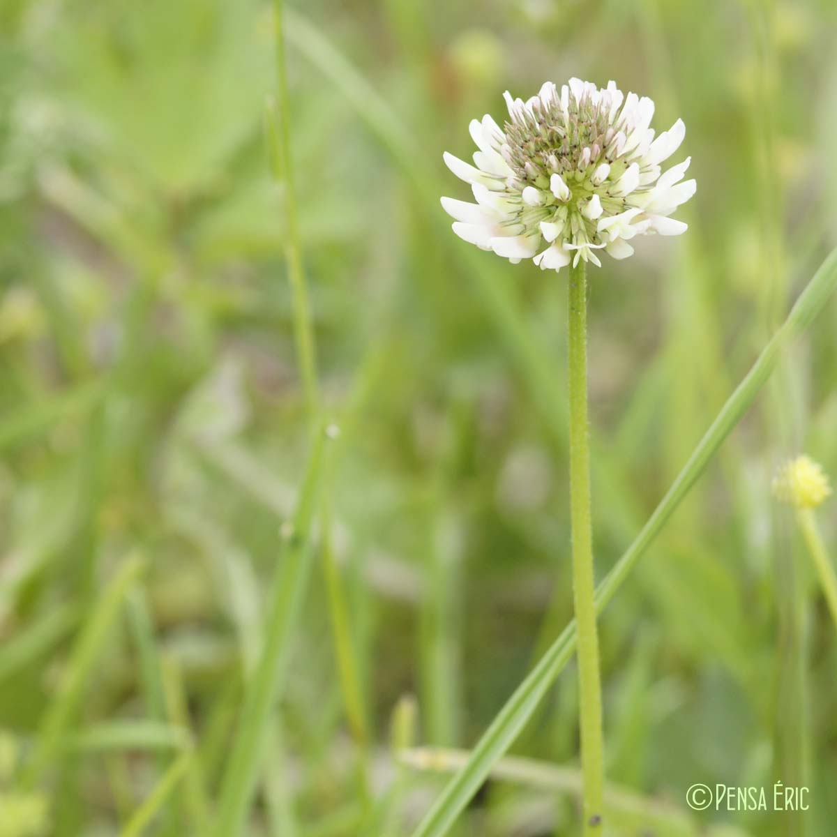 Trèfle blanc - Trifolium repens var. repens