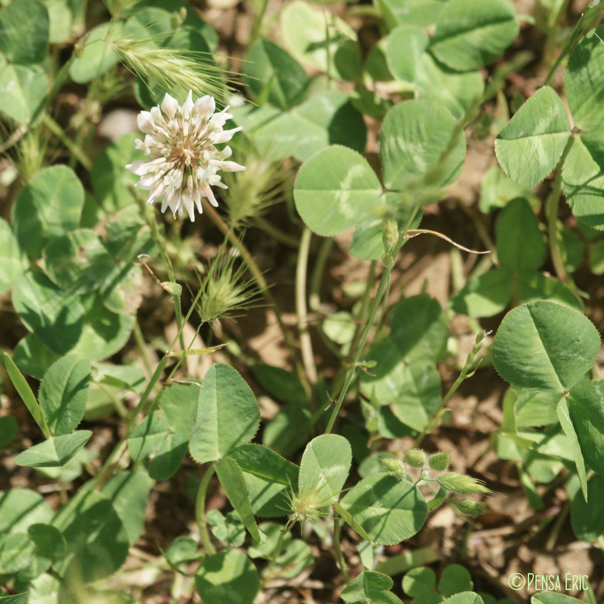 Trèfle blanc - Trifolium repens var. repens