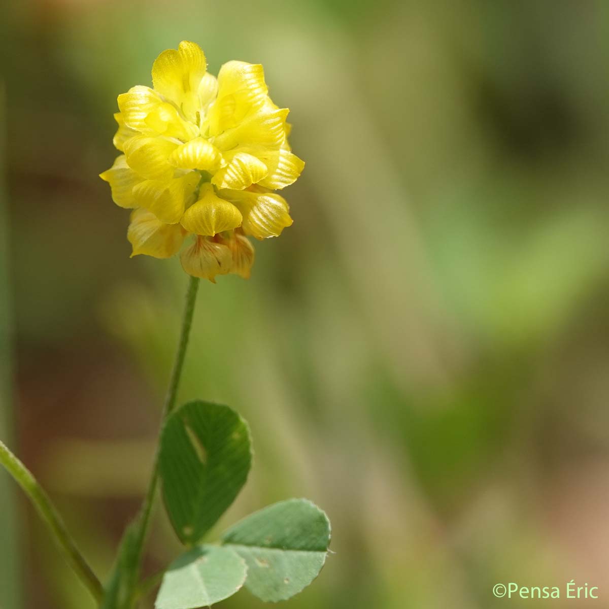 Trèfle champêtre - Trifolium campestre