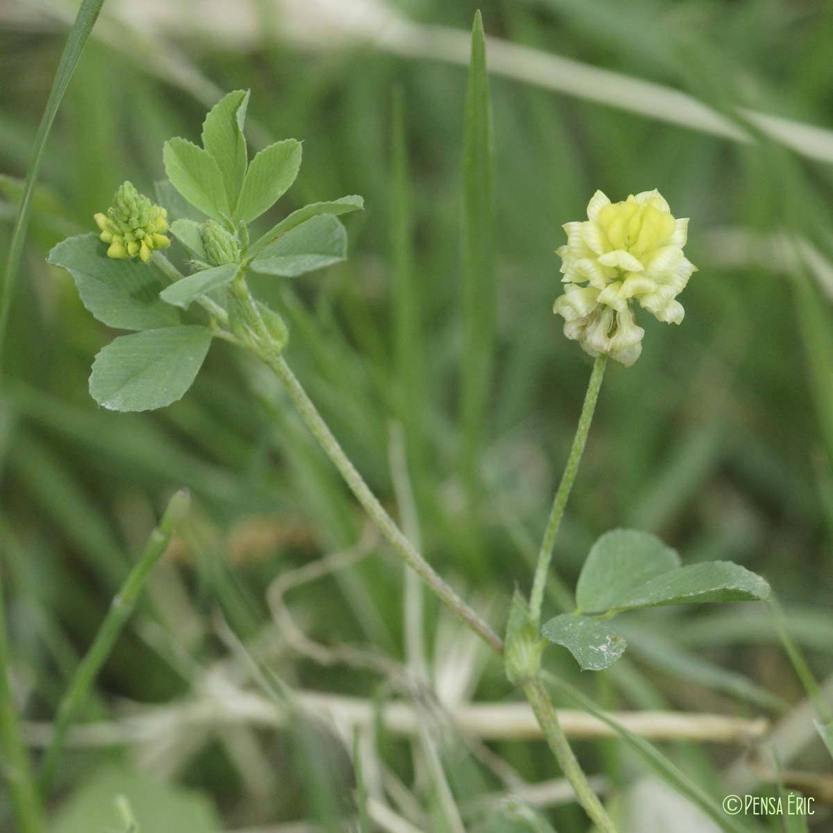 Trèfle champêtre - Trifolium campestre