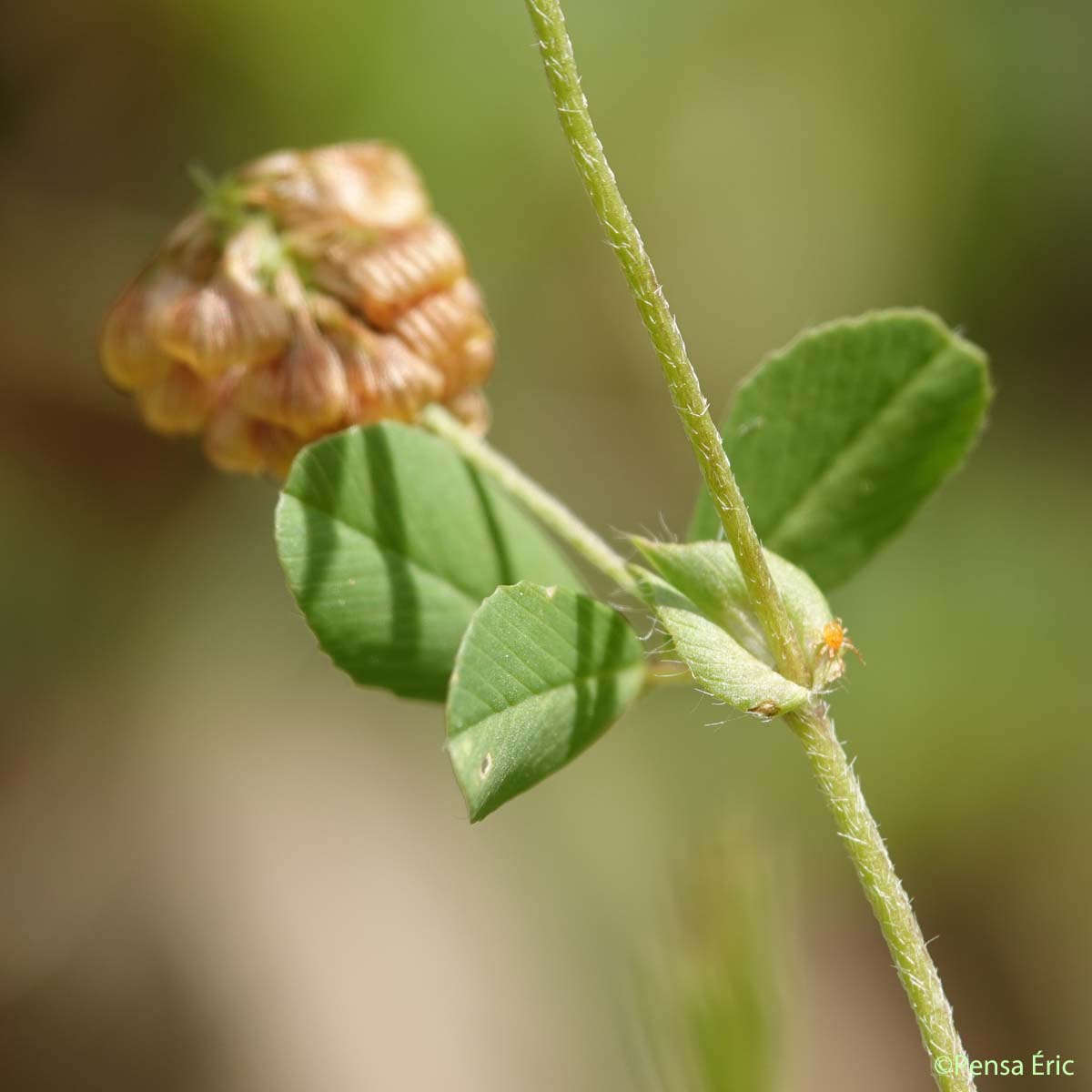 Trèfle champêtre - Trifolium campestre