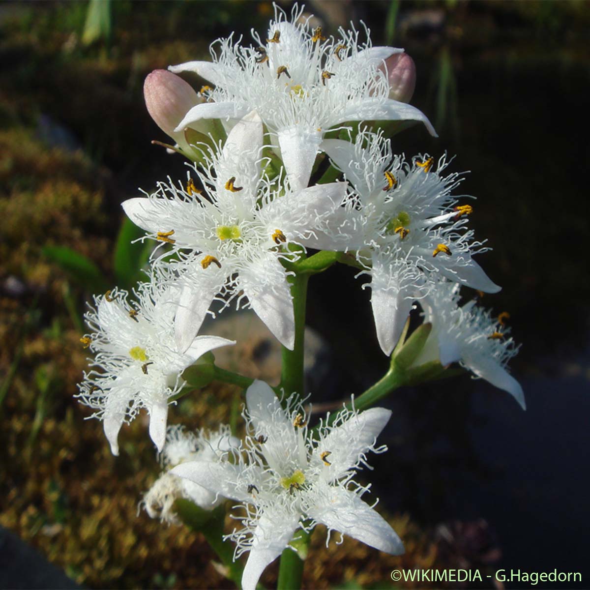 Trèfle d'eau - Menyanthes trifoliata