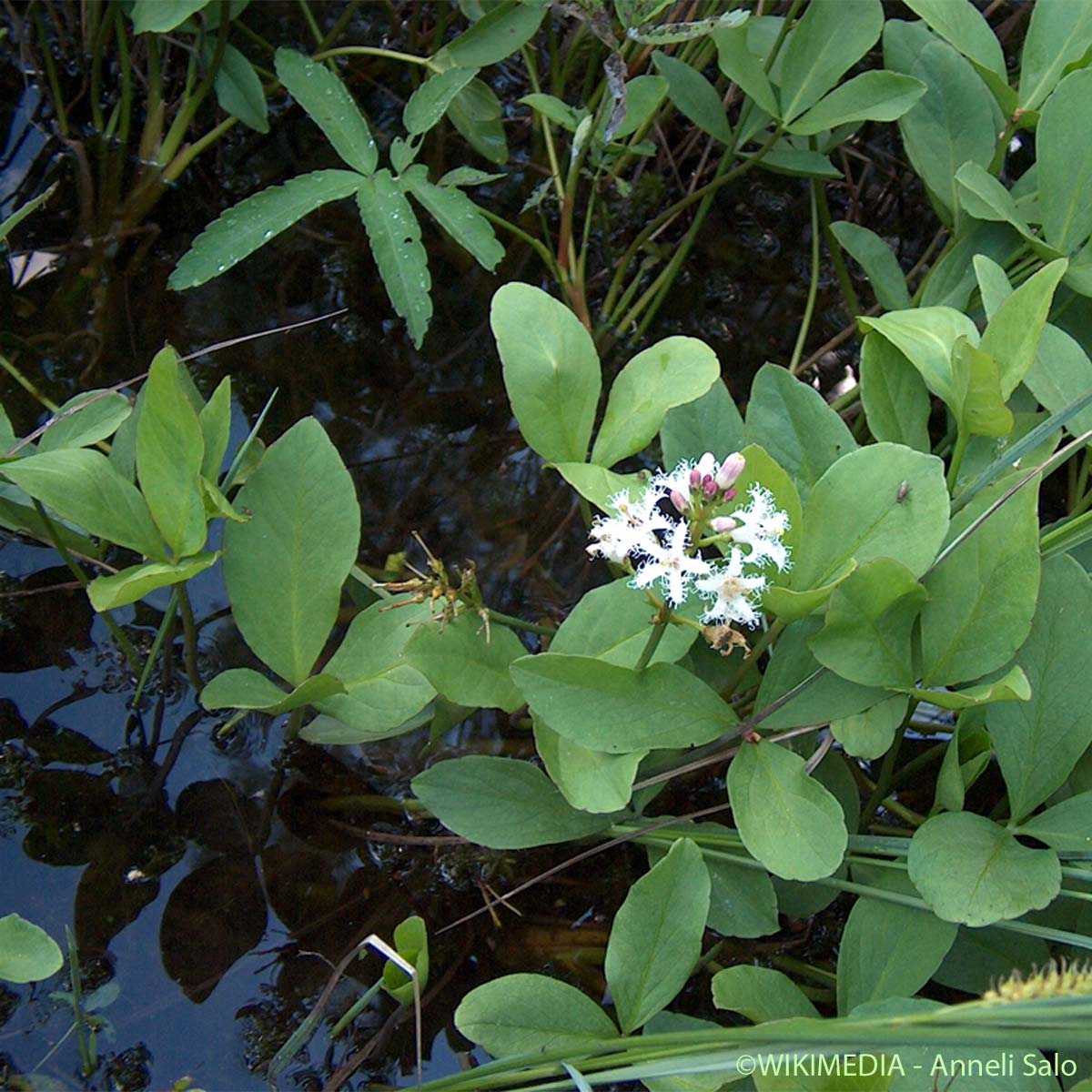 Trèfle d'eau - Menyanthes trifoliata