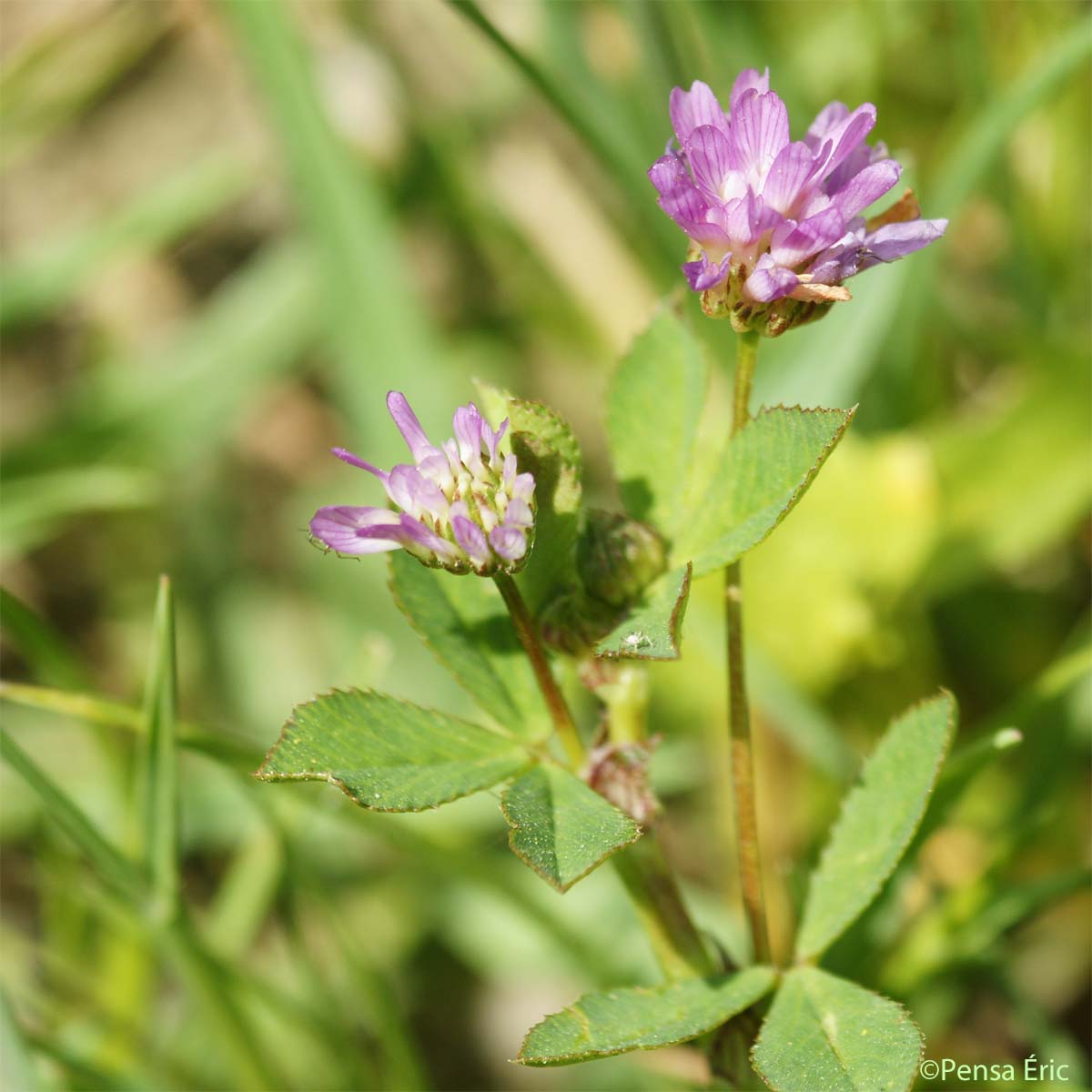 Trèfle de Jamin - Trifolium isthmocarpum