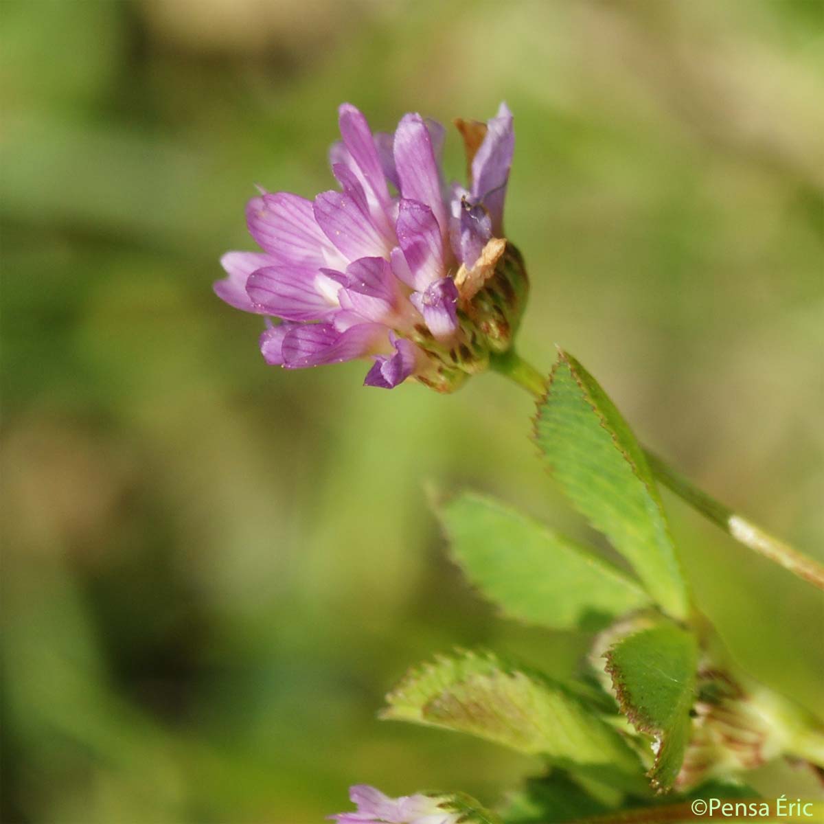 Trèfle de Jamin - Trifolium isthmocarpum