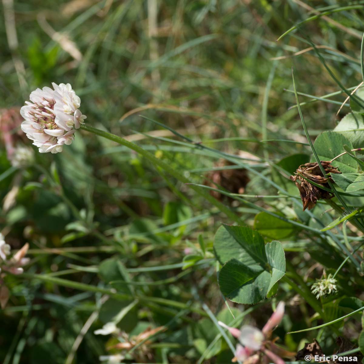 Trèfle de Thal  - Trifolium thalii