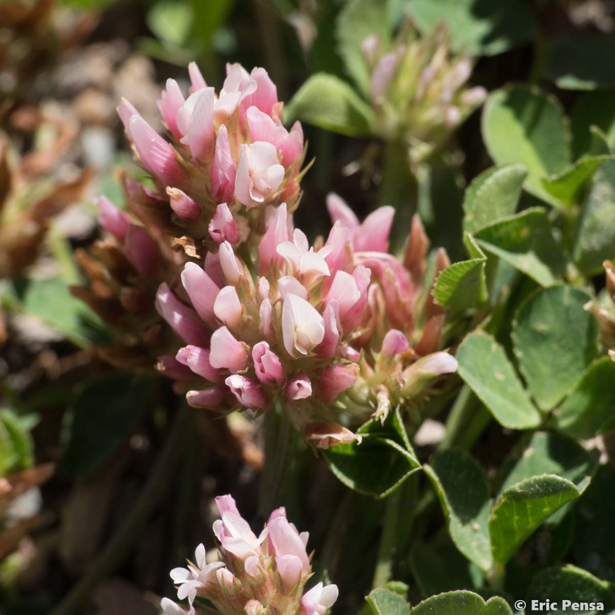 Trèfle de Thal  - Trifolium thalii