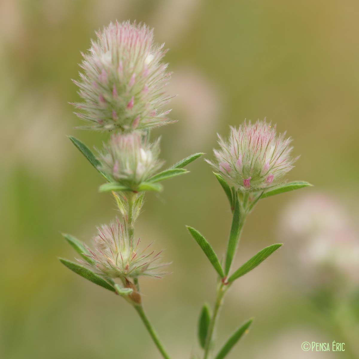 Trèfle des champs - Trifolium arvense var. arvense