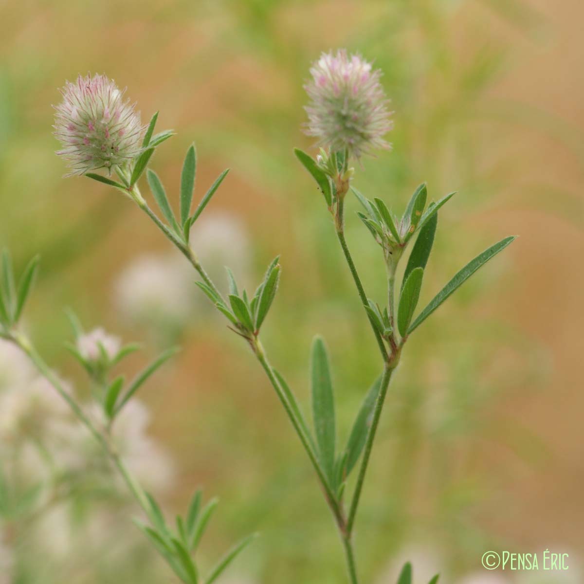 Trèfle des champs - Trifolium arvense var. arvense
