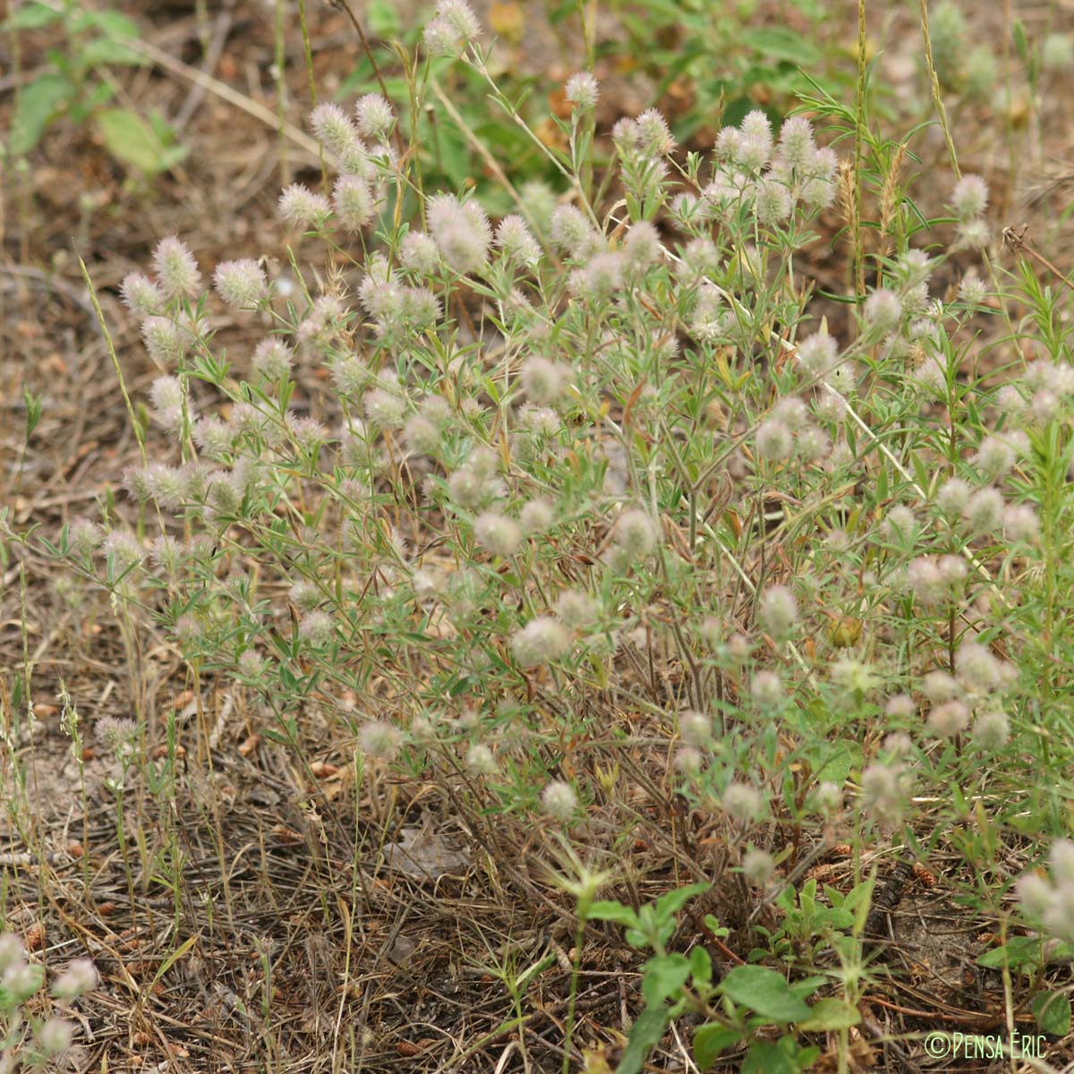 Trèfle des champs - Trifolium arvense var. arvense