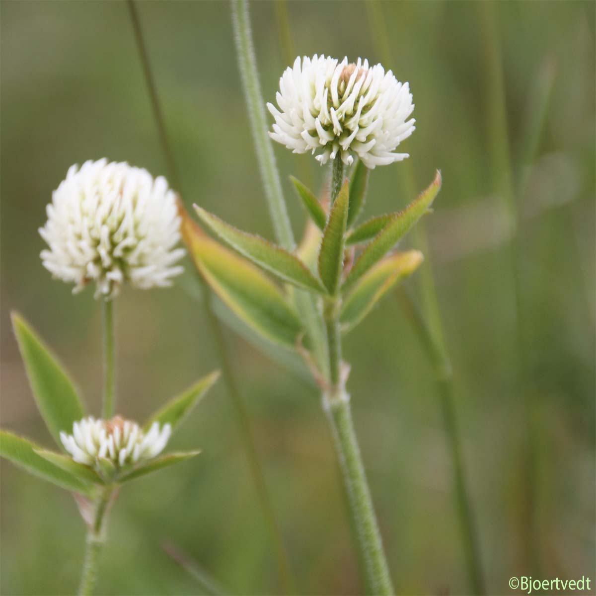 Trèfle des montagnes - Trifolium montanum