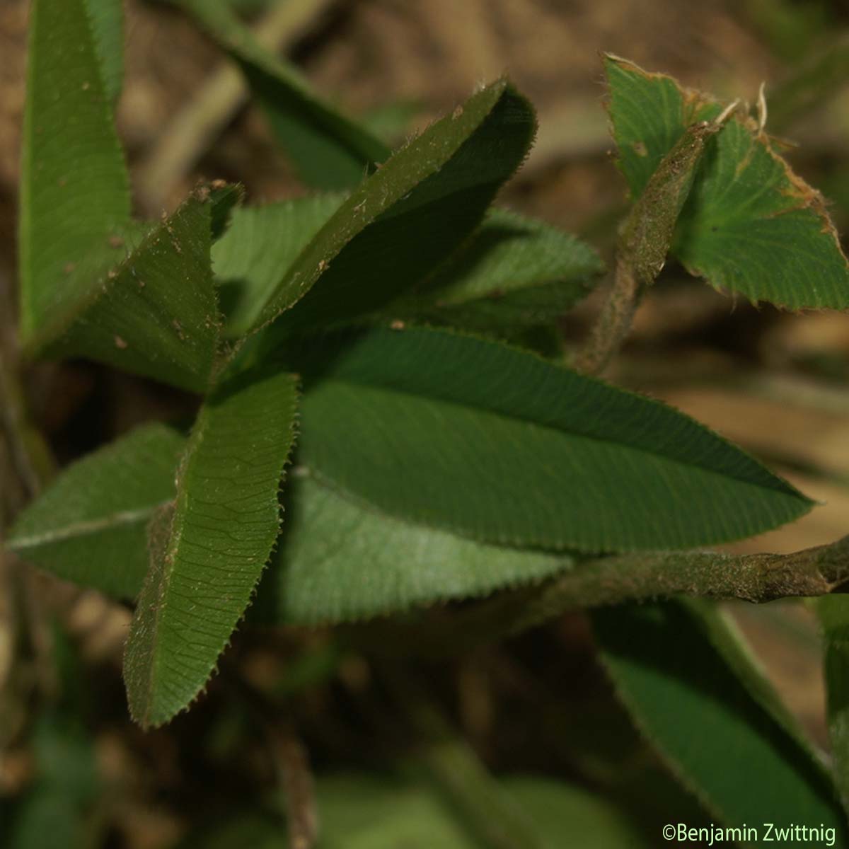 Trèfle des montagnes - Trifolium montanum