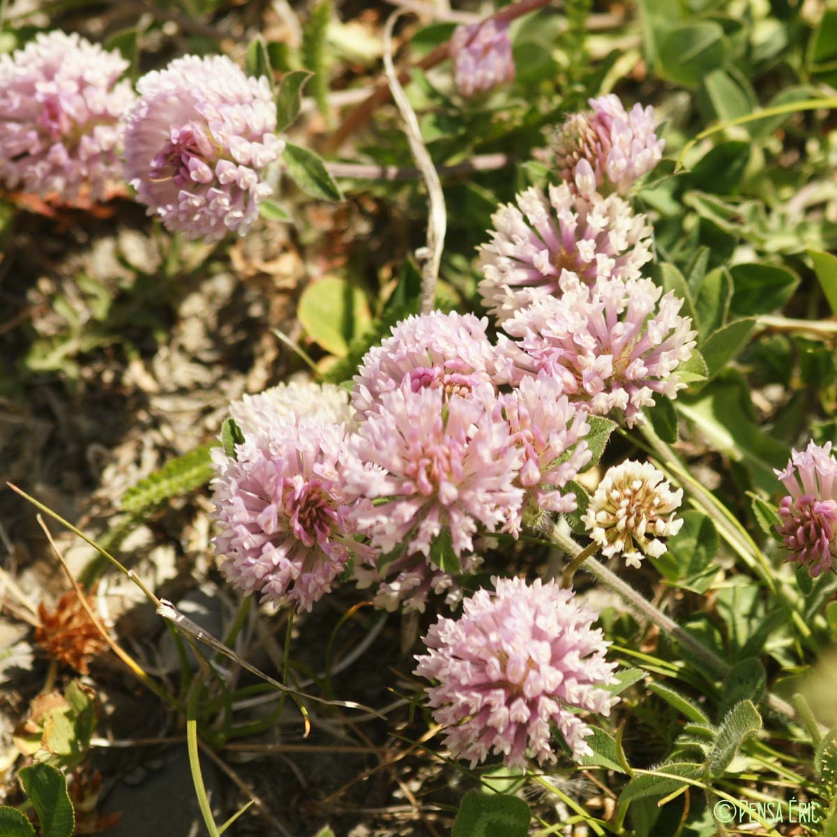 Trèfle des neiges - Trifolium pratense var. villosum