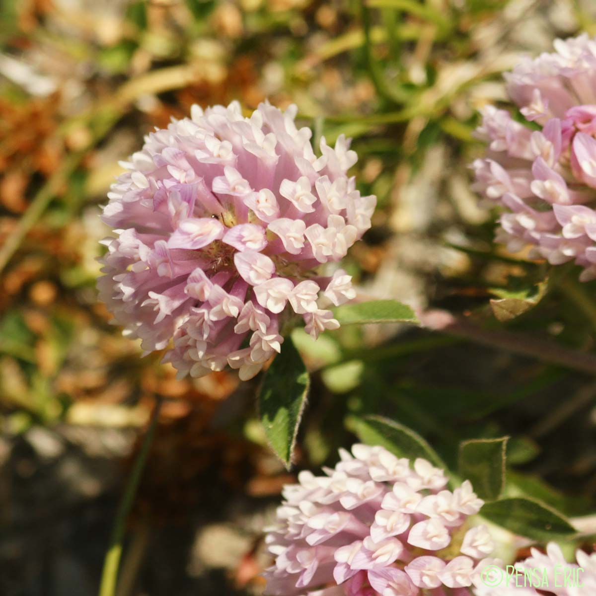 Trèfle des neiges - Trifolium pratense var. villosum