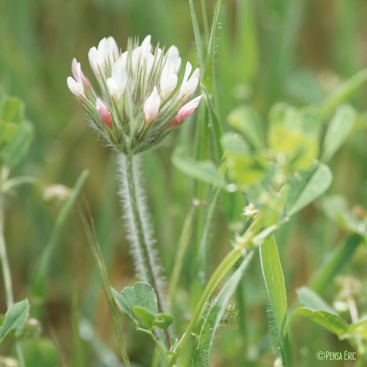 Trèfle étoilé - Trifolium stellatum