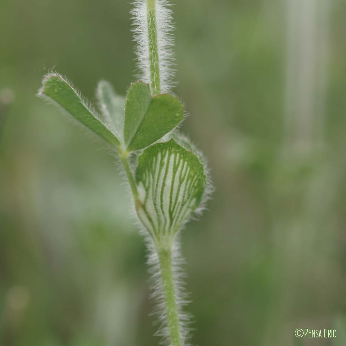 Trèfle étoilé - Trifolium stellatum