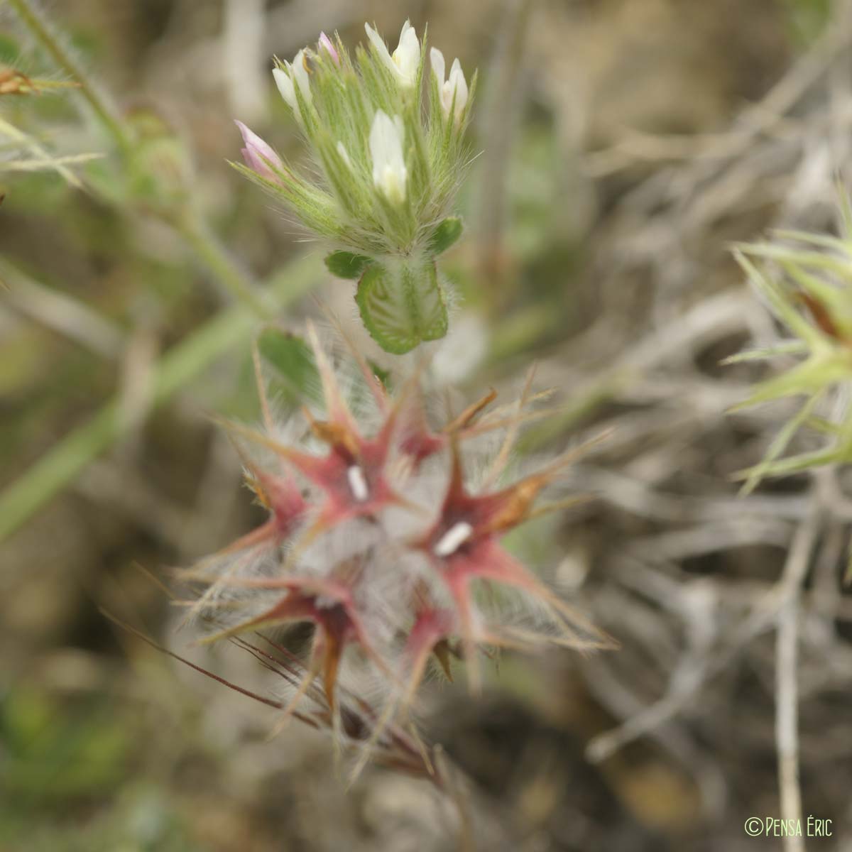 Trèfle étoilé - Trifolium stellatum