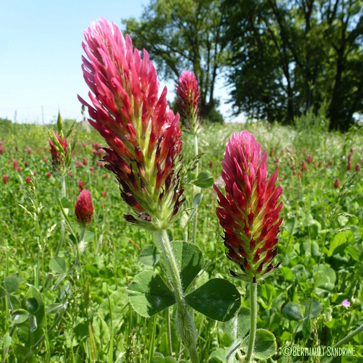 Trèfle incarnat - Trifolium incarnatum var. incarnatum