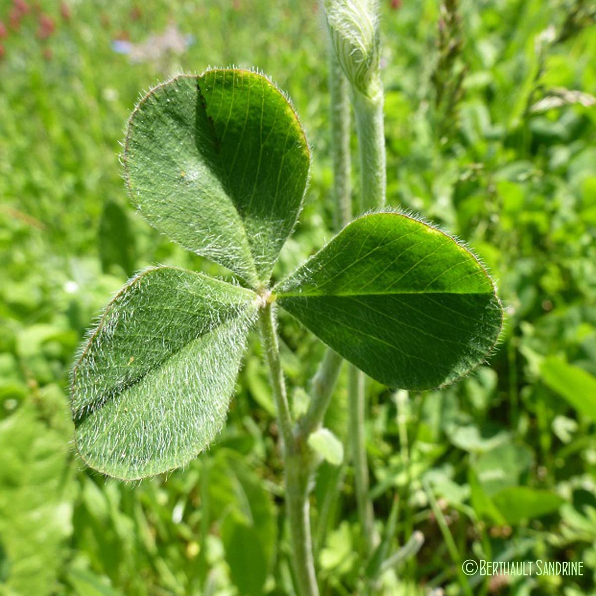 Trèfle incarnat - Trifolium incarnatum var. incarnatum