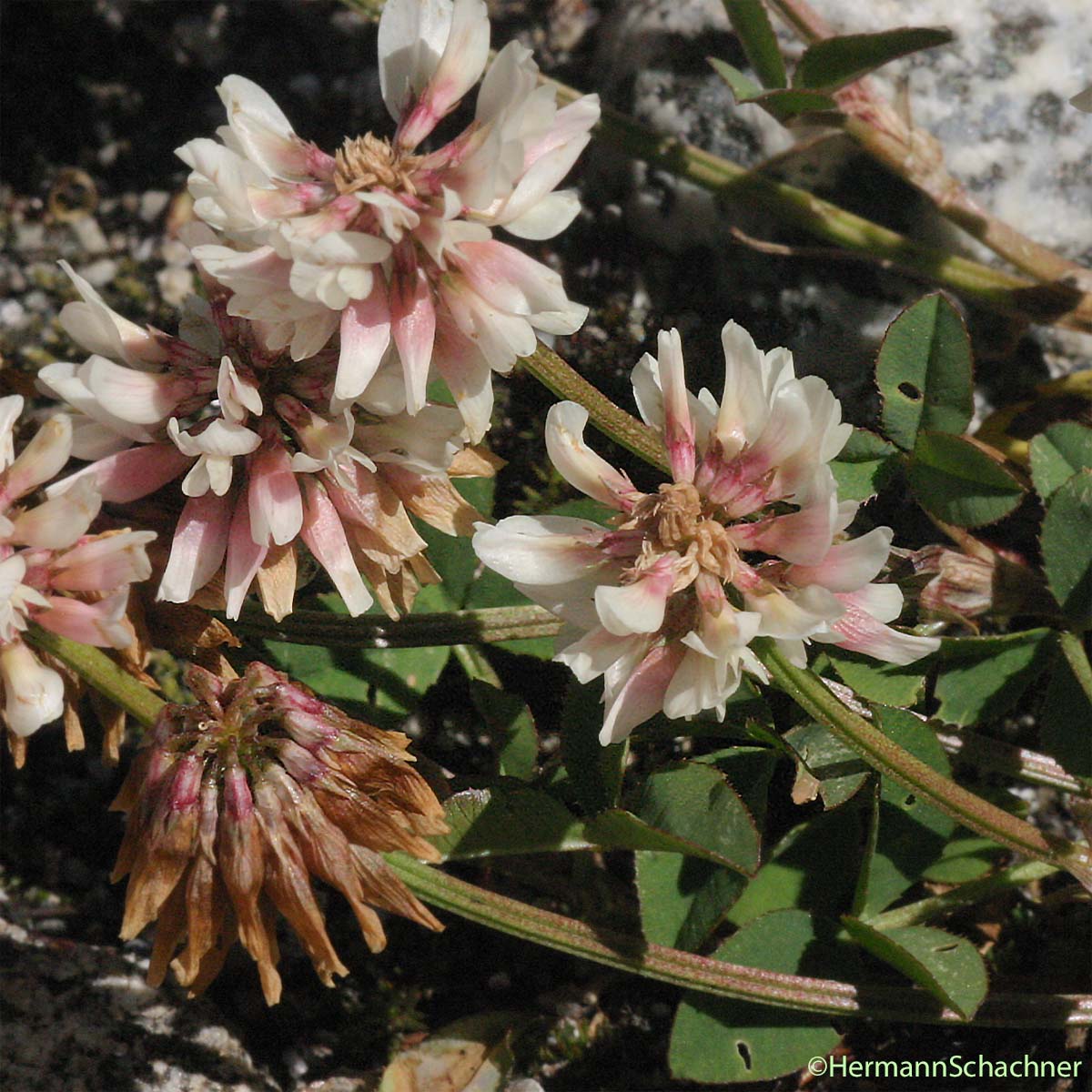 Trèfle pâle d'Auvergne - Trifolium pallescens