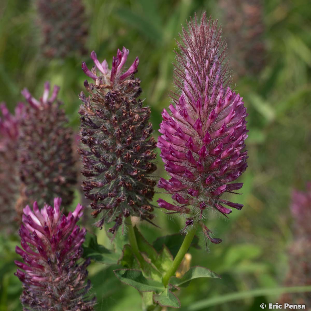 Trèfle rougeâtre - Trifolium rubens