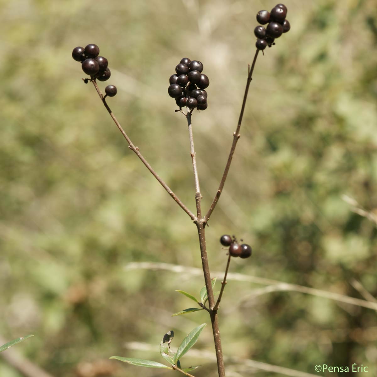 Troène commun - Ligustrum vulgare