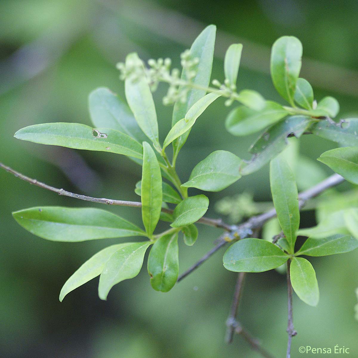 Troène commun - Ligustrum vulgare