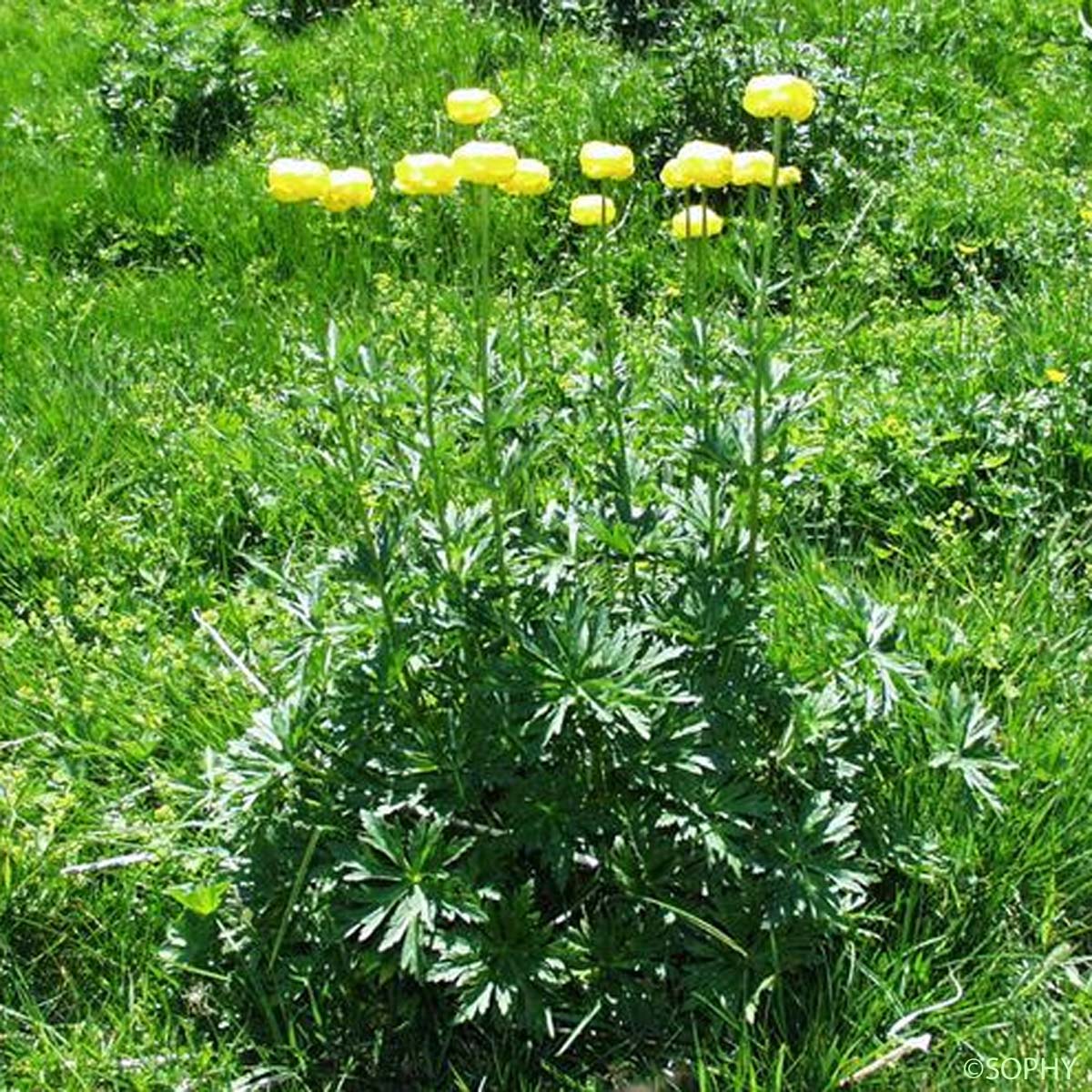 Trolle - Trollius europaeus