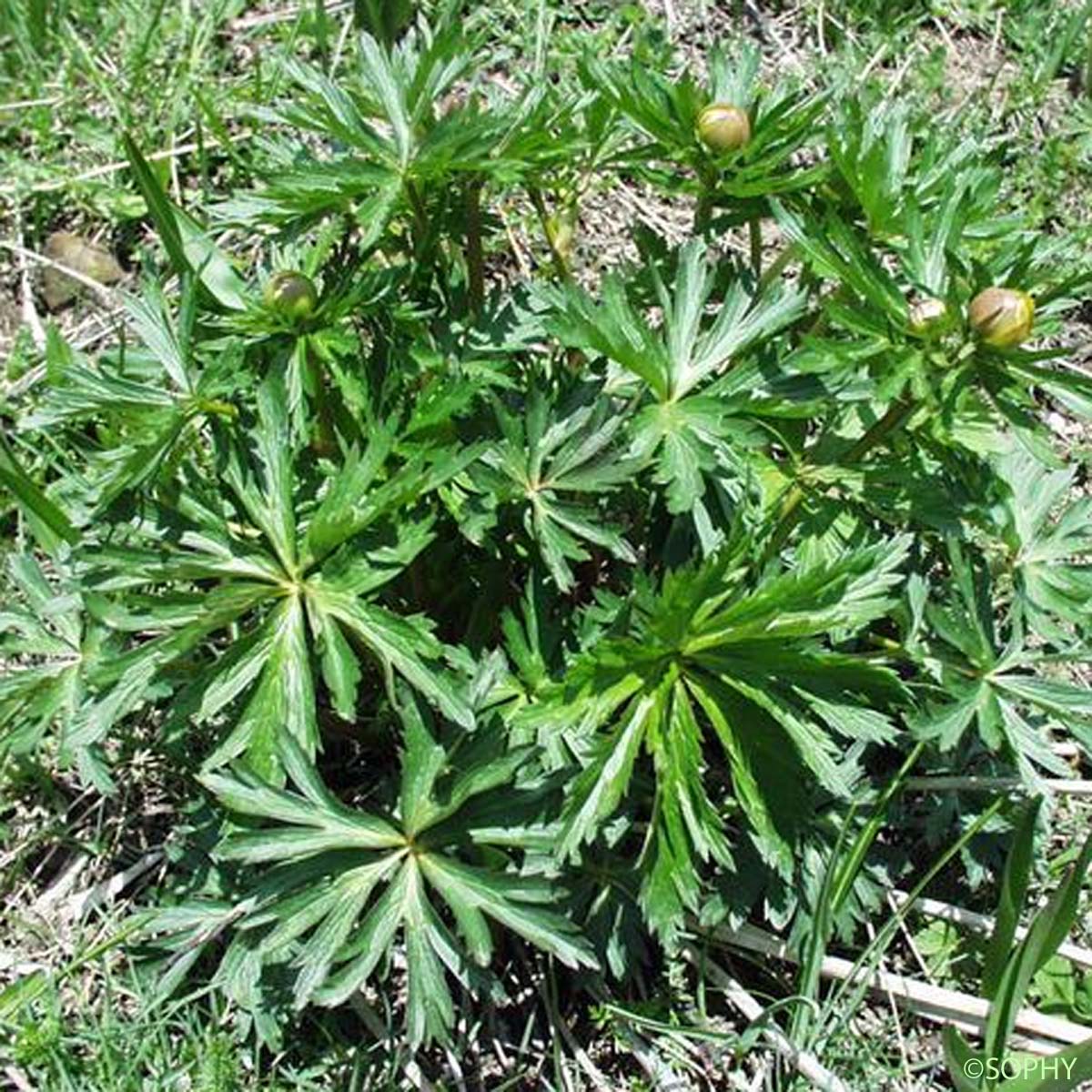 Trolle - Trollius europaeus