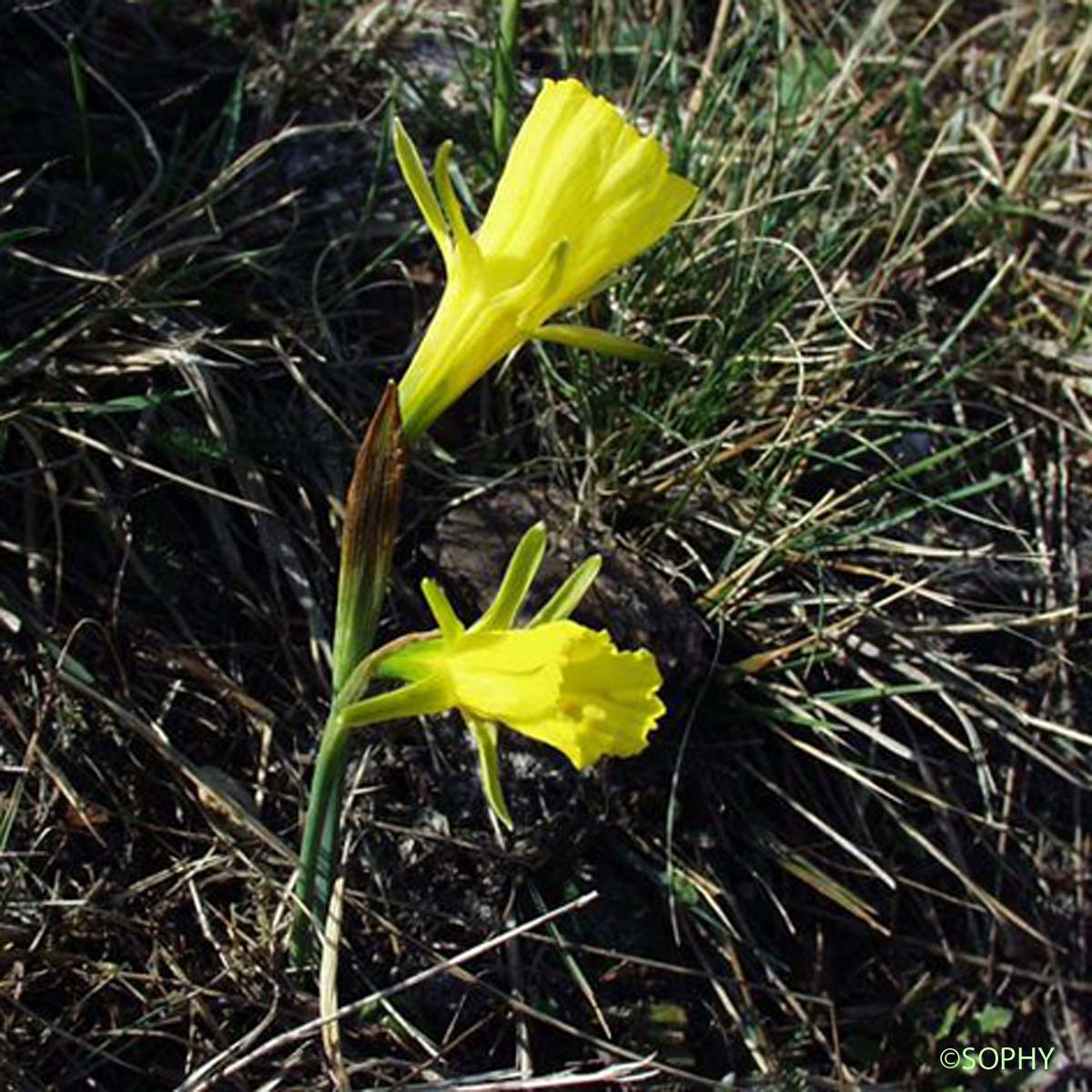 Trompette de méduse - Narcissus bulbocodium subsp. bulbocodium