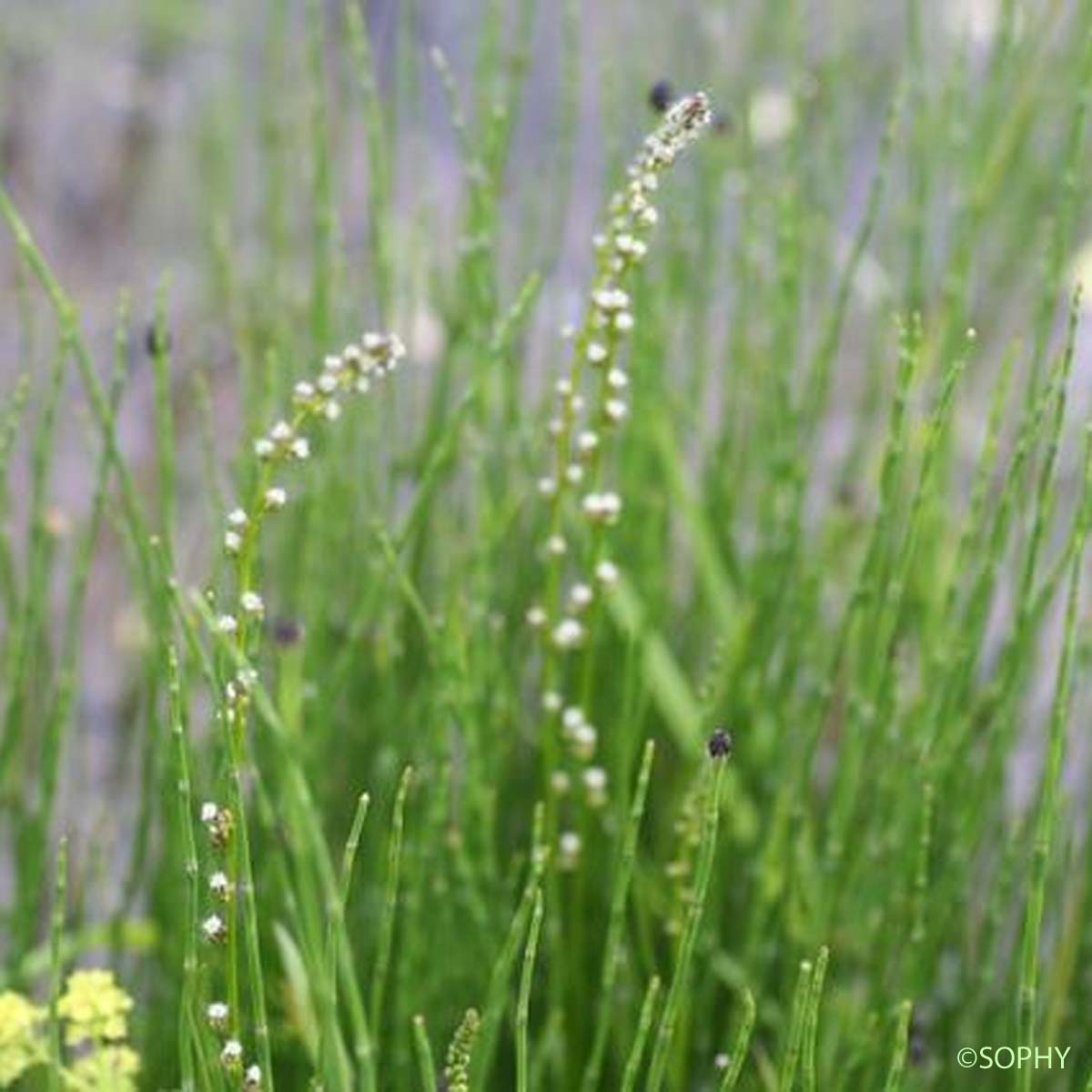 Troscart des marais - Triglochin palustre