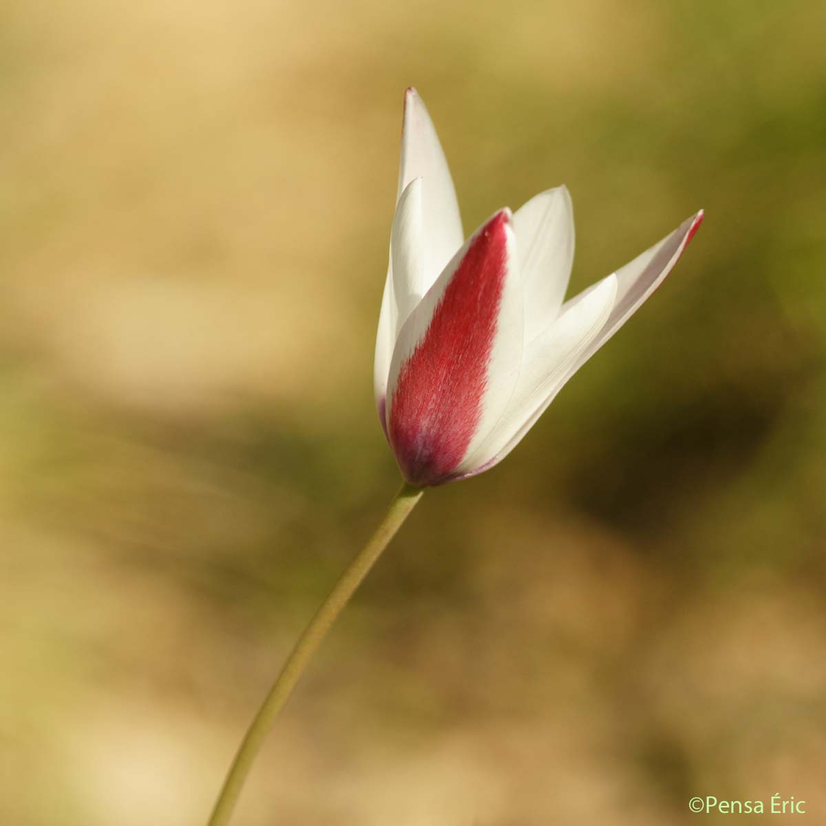 Tulipe de l'Ecluse - Tulipa clusiana