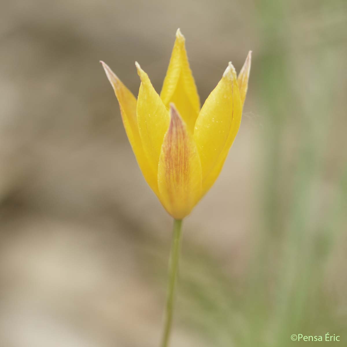 Tulipe du Midi - Tulipa sylvestris subsp. australis