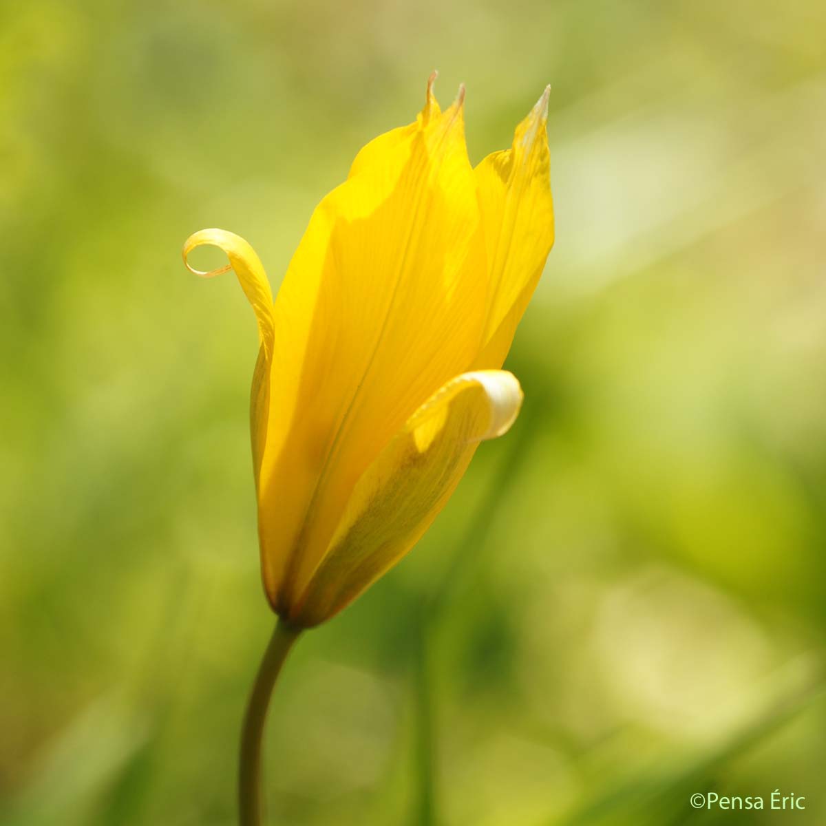 Tulipe sylvestre - Tulipa sylvestris subsp. sylvestris