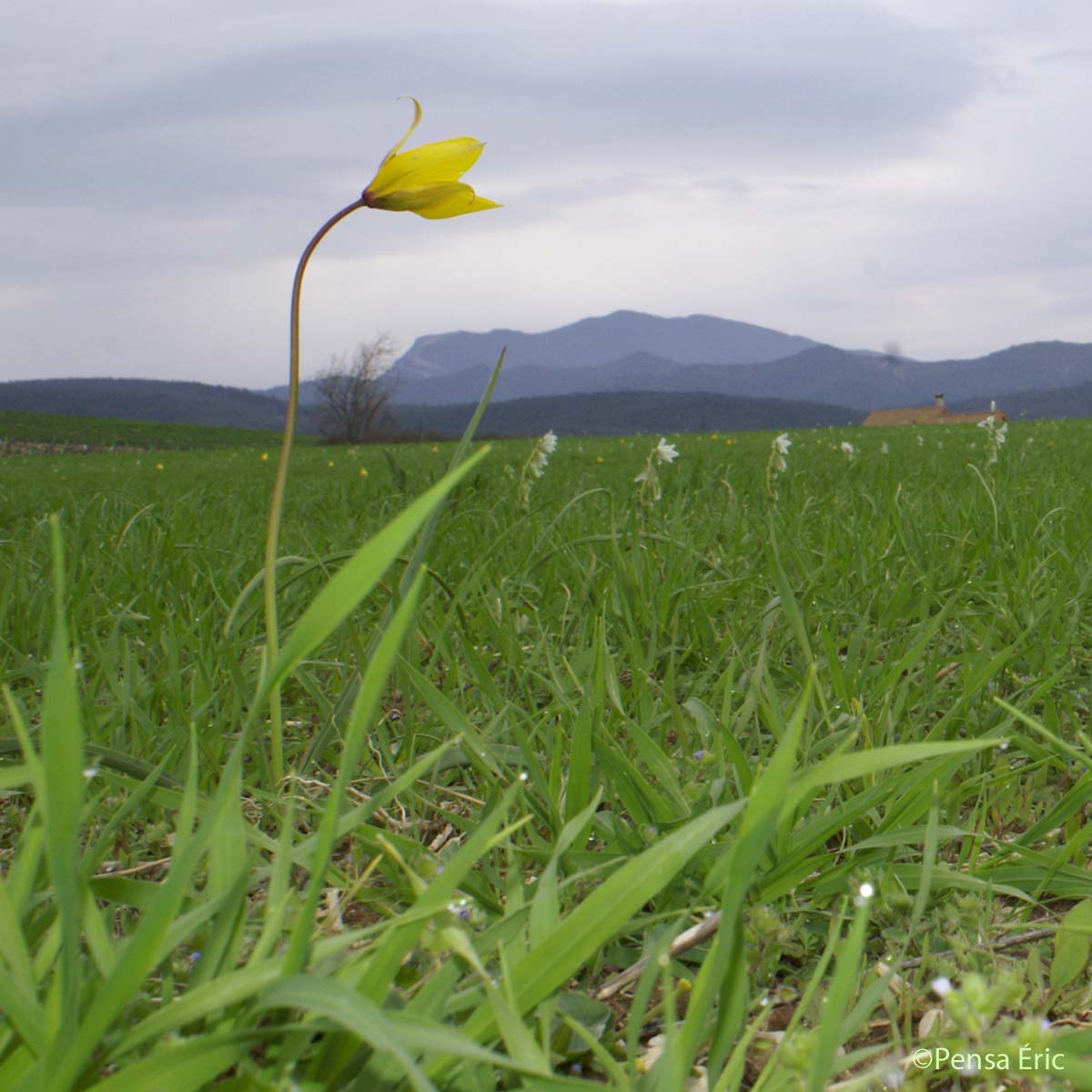 Tulipe sylvestre - Tulipa sylvestris subsp. sylvestris