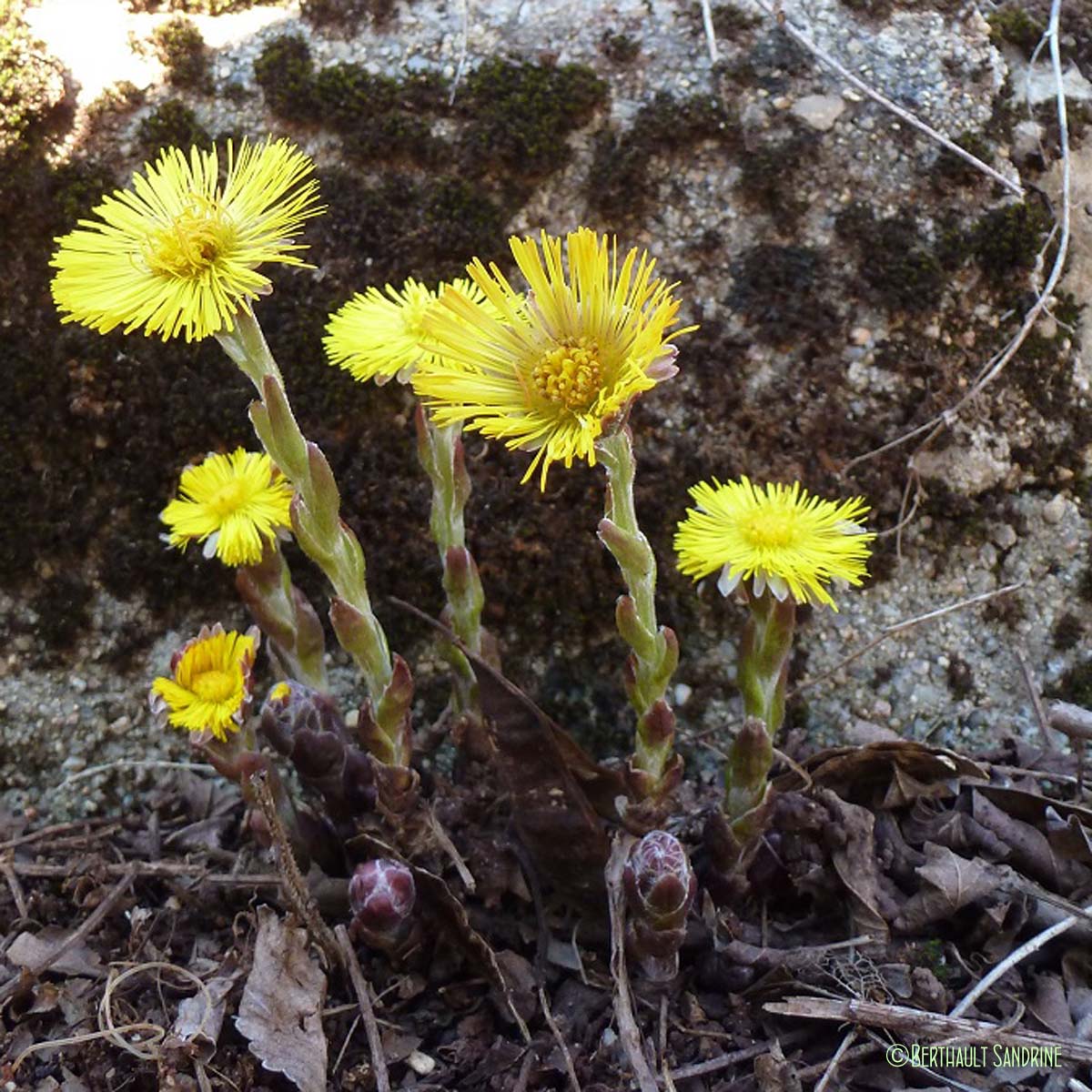 Tussilage - Tussilago farfara